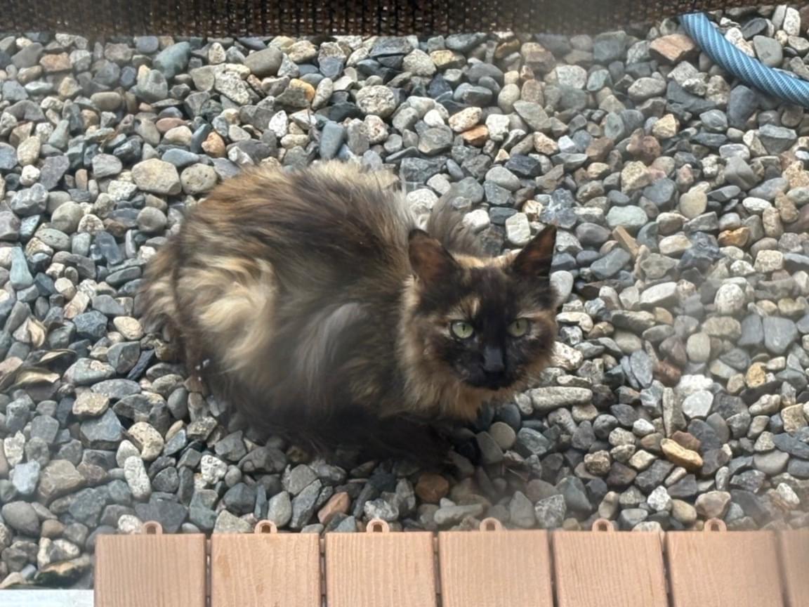 目撃された猫 目撃された猫