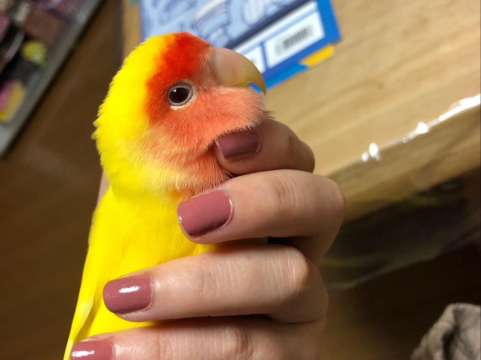 ぽっぽちゃん ぽっぽちゃん