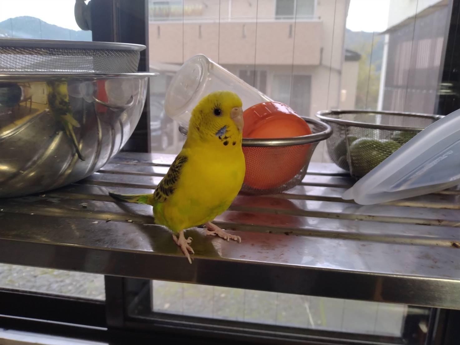 パルちゃん パルちゃん