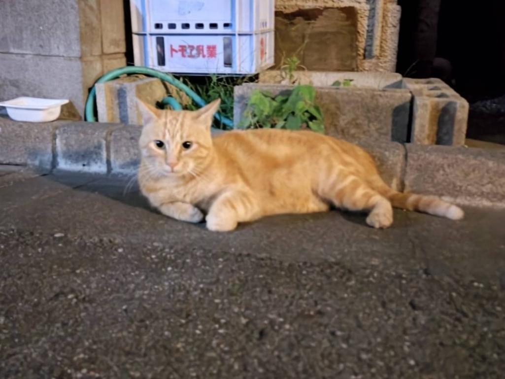 目撃された猫 目撃された猫