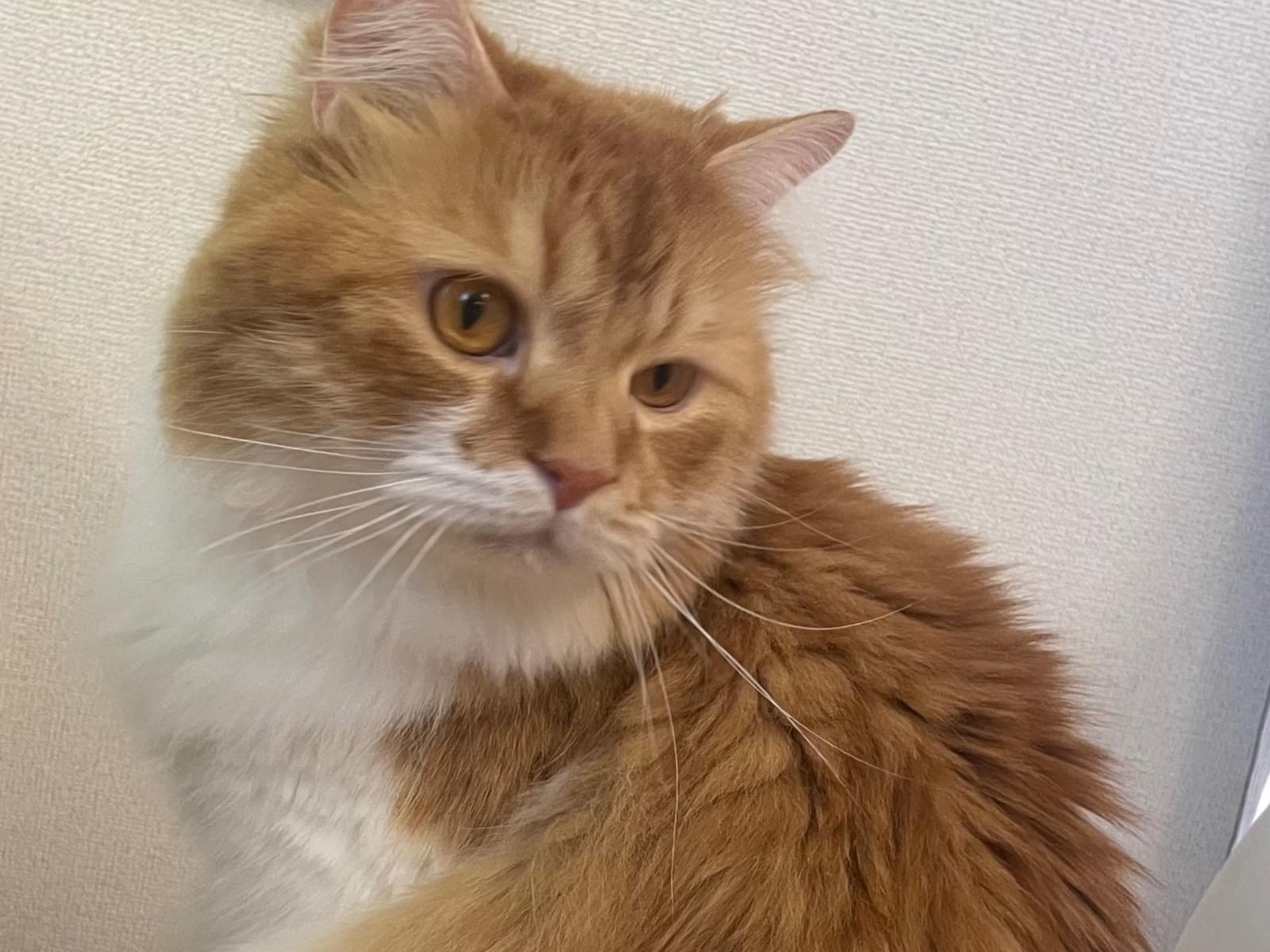 きなこちゃん きなこちゃん