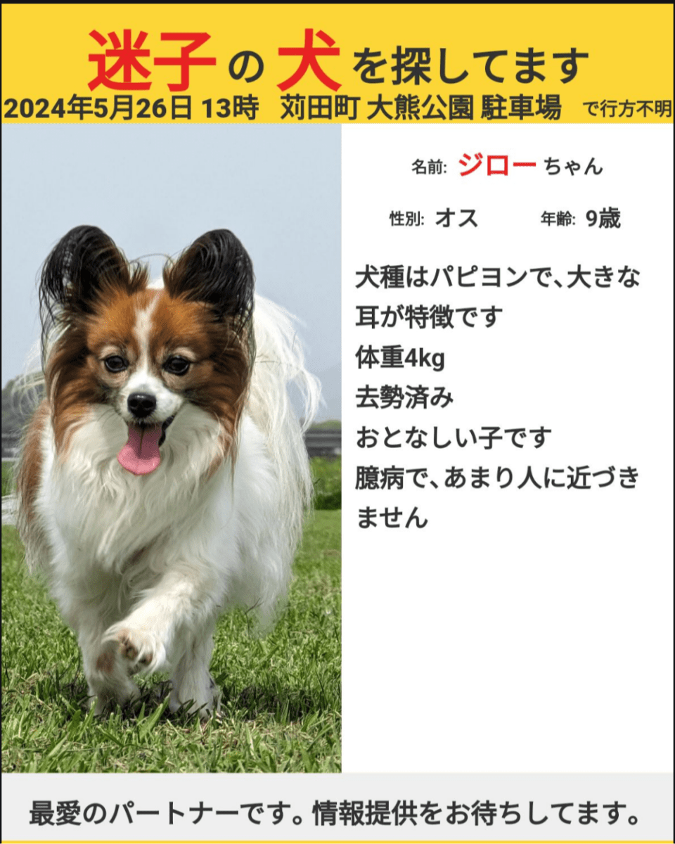 迷子犬のパピヨンを探しています(苅田町)