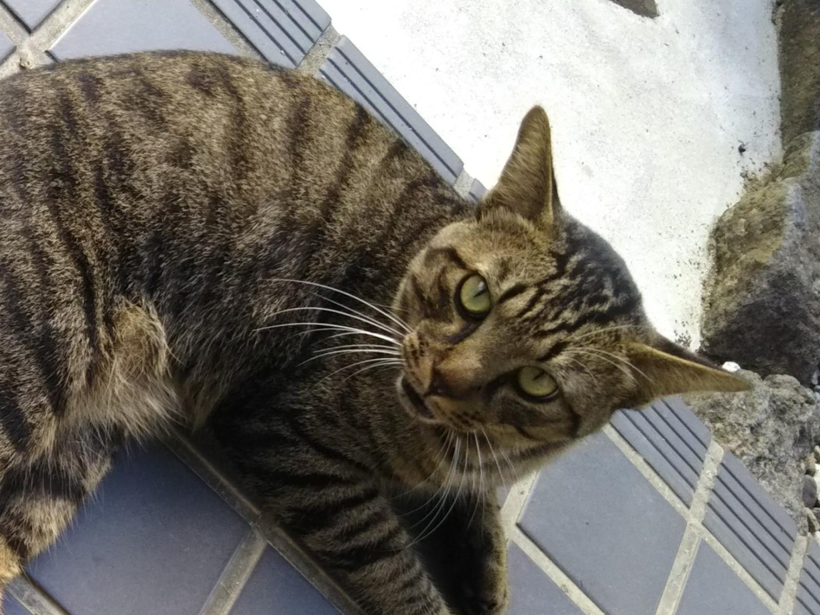 目撃された猫 目撃された猫