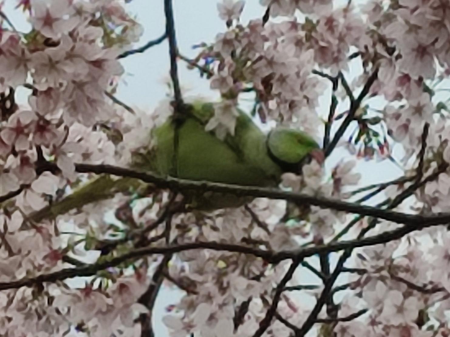目撃された鳥 目撃された鳥