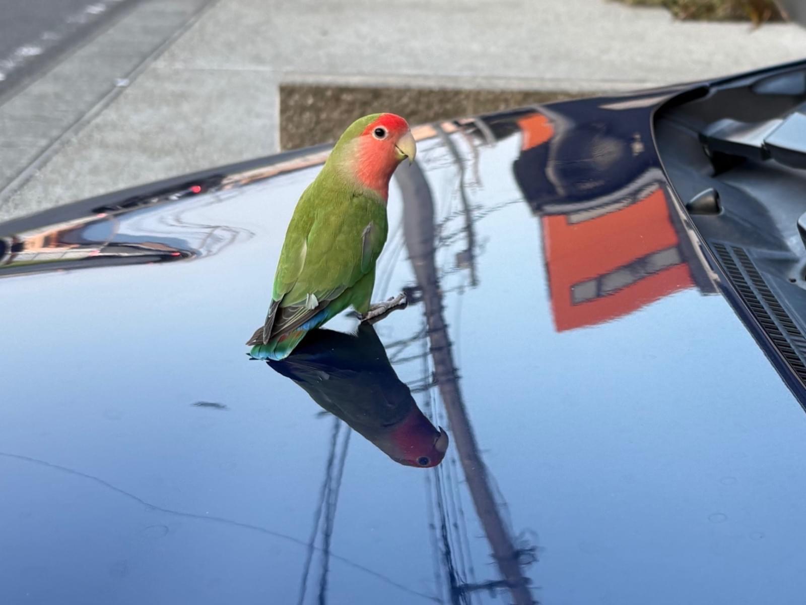 目撃された鳥 目撃された鳥