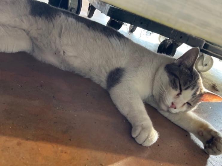 保護された猫 保護された猫