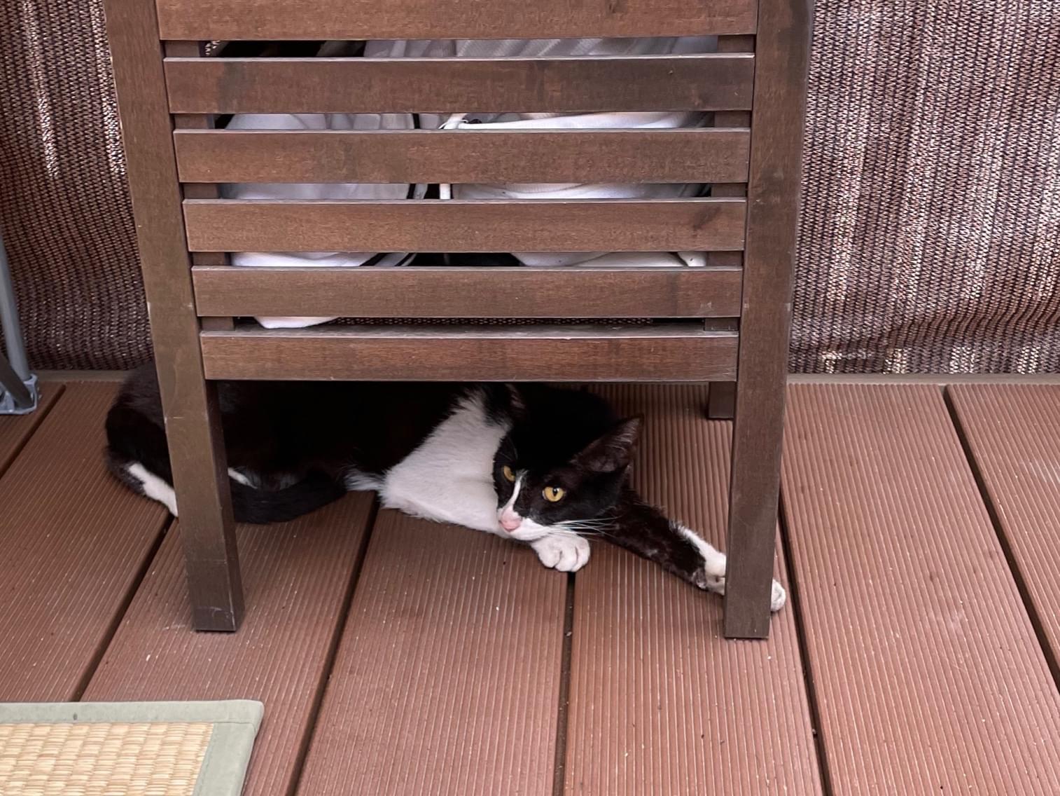 目撃された猫 目撃された猫