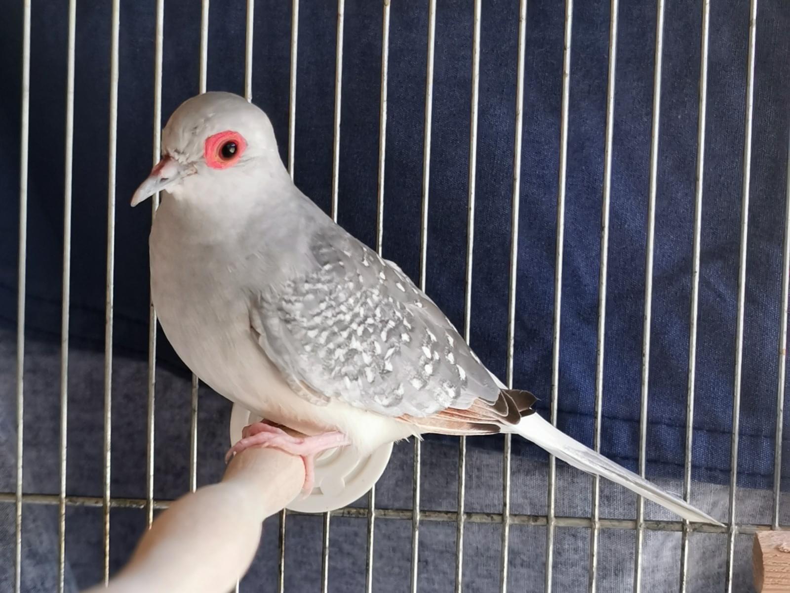 保護された鳥 保護された鳥