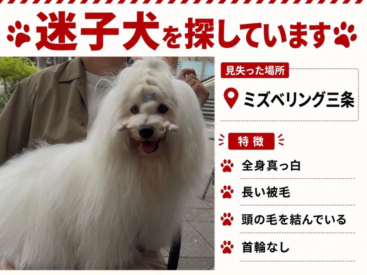 マオちゃん