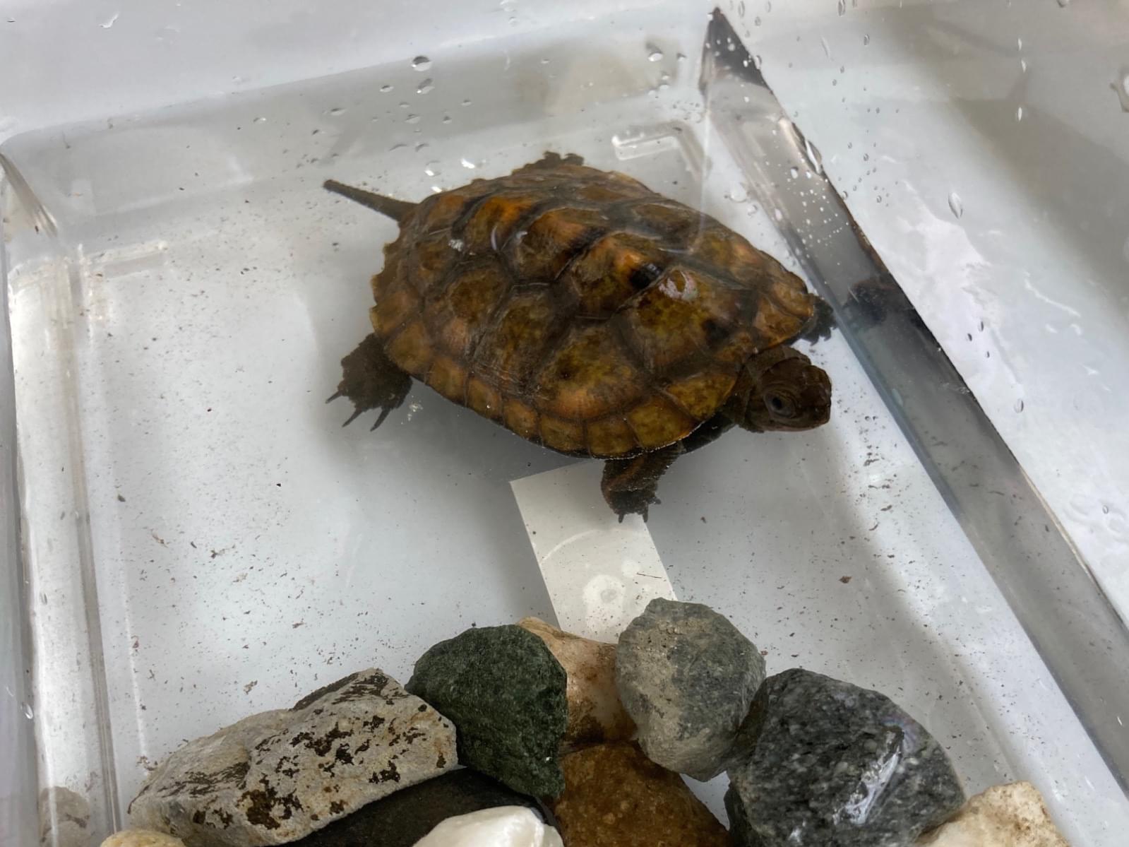 保護されたペット 保護されたペット