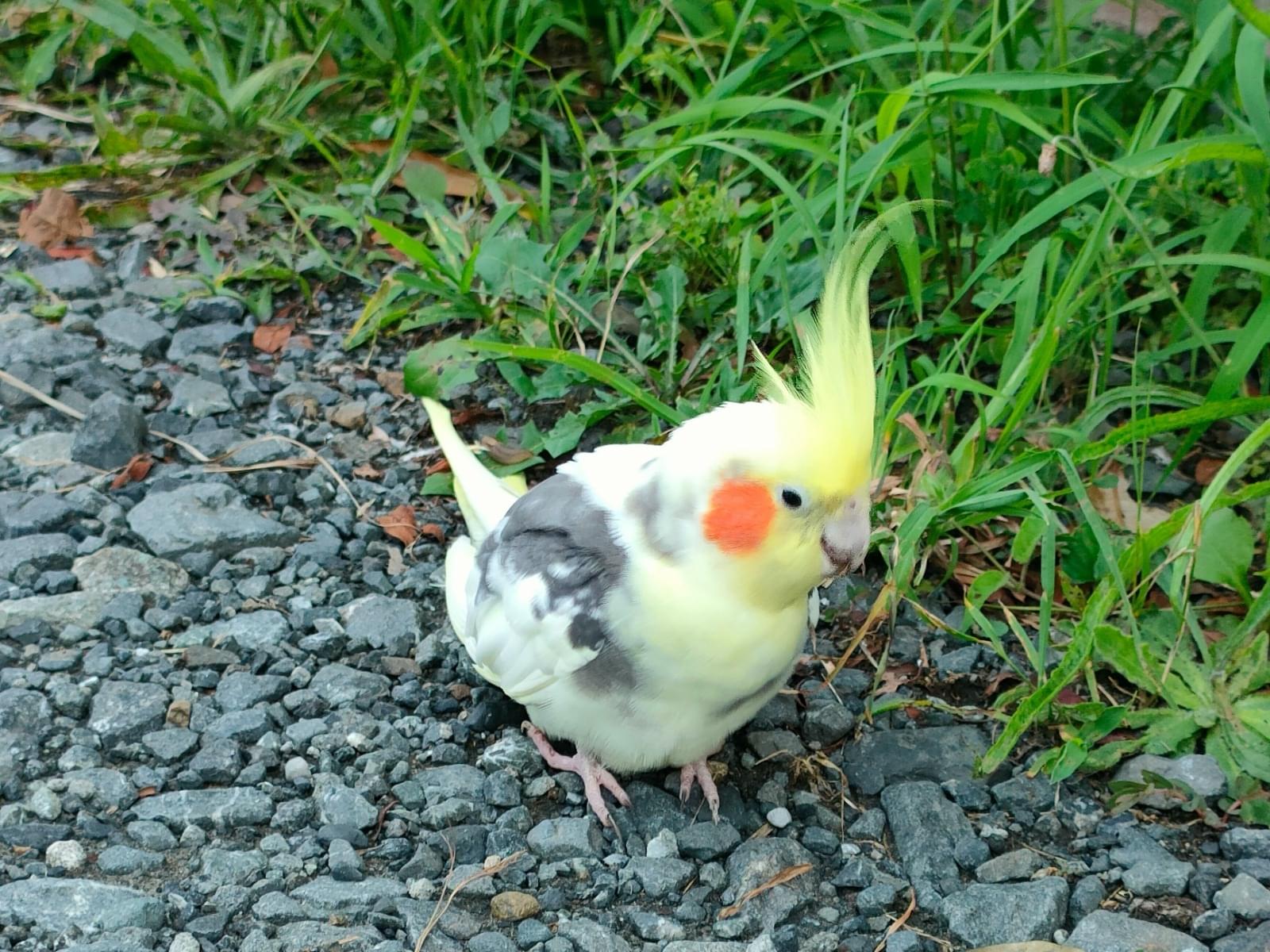 目撃された鳥 目撃された鳥