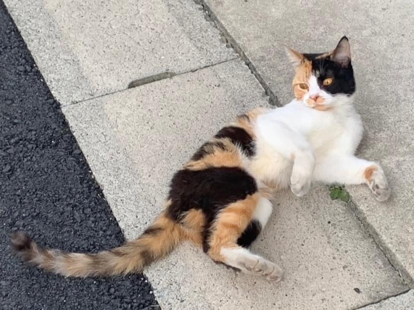 目撃された猫