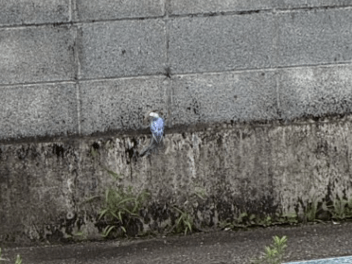 保護された鳥