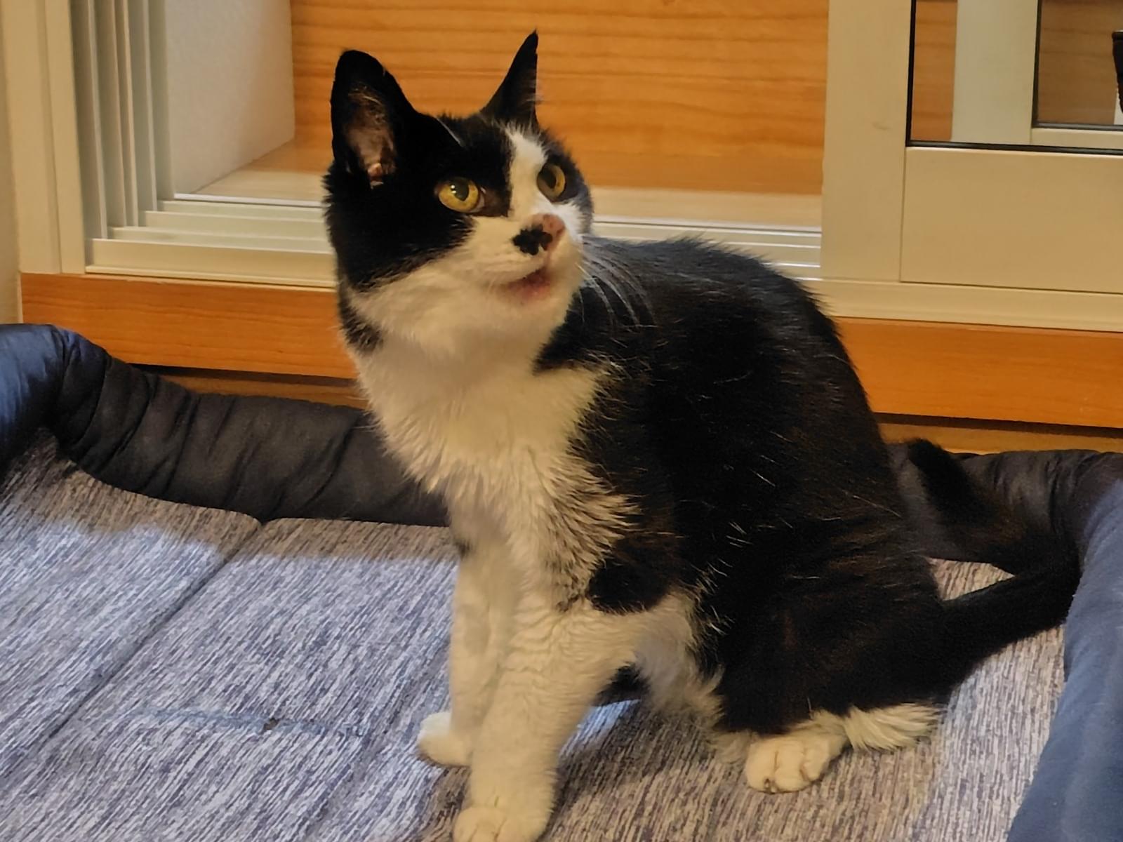保護された猫 保護された猫