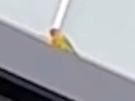 目撃された鳥 目撃された鳥