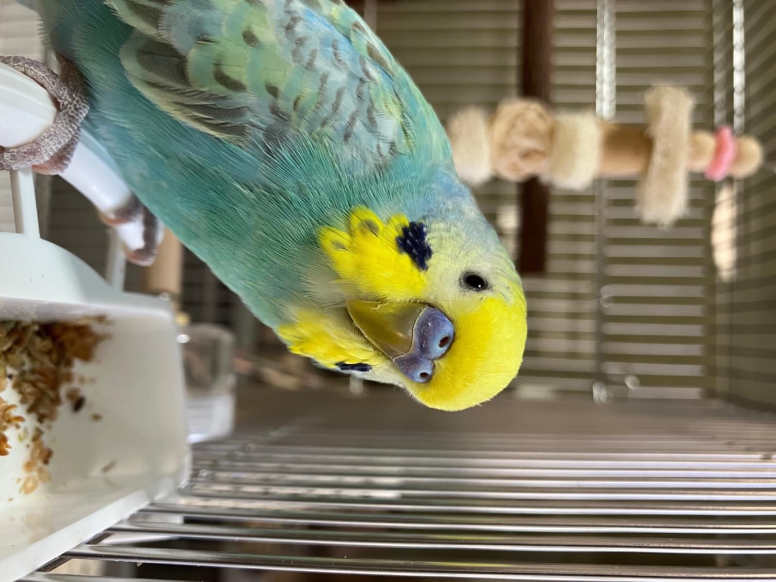ソラちゃん ソラちゃん