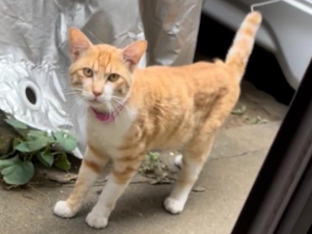 目撃された猫 目撃された猫