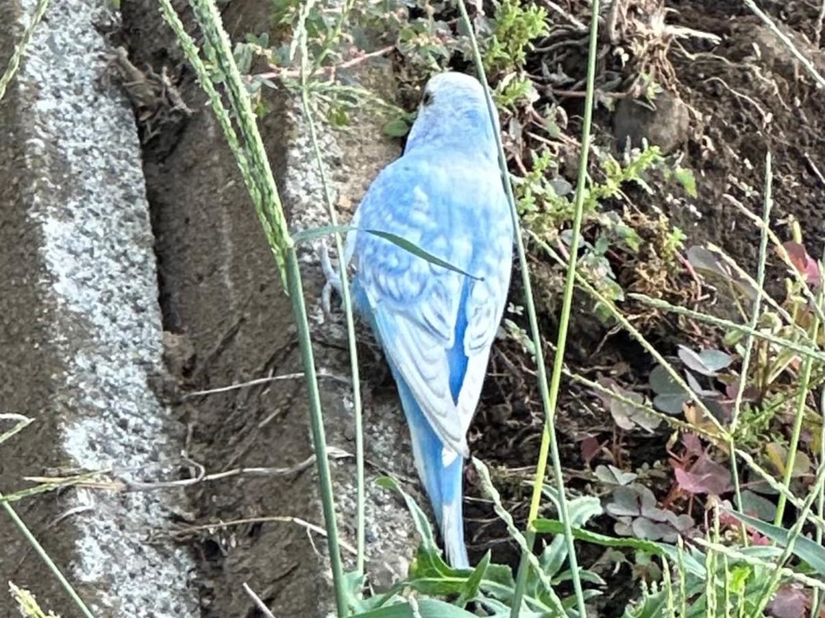 目撃された鳥 目撃された鳥