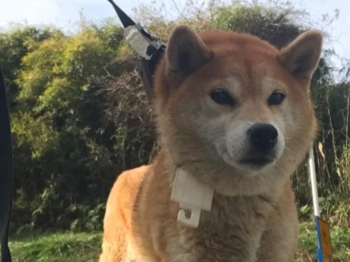 保護された犬 保護された犬