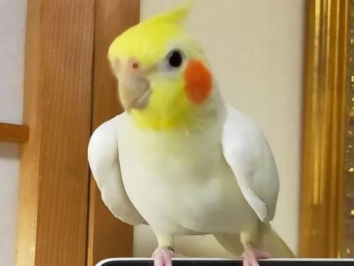 オカメインコを探しています。