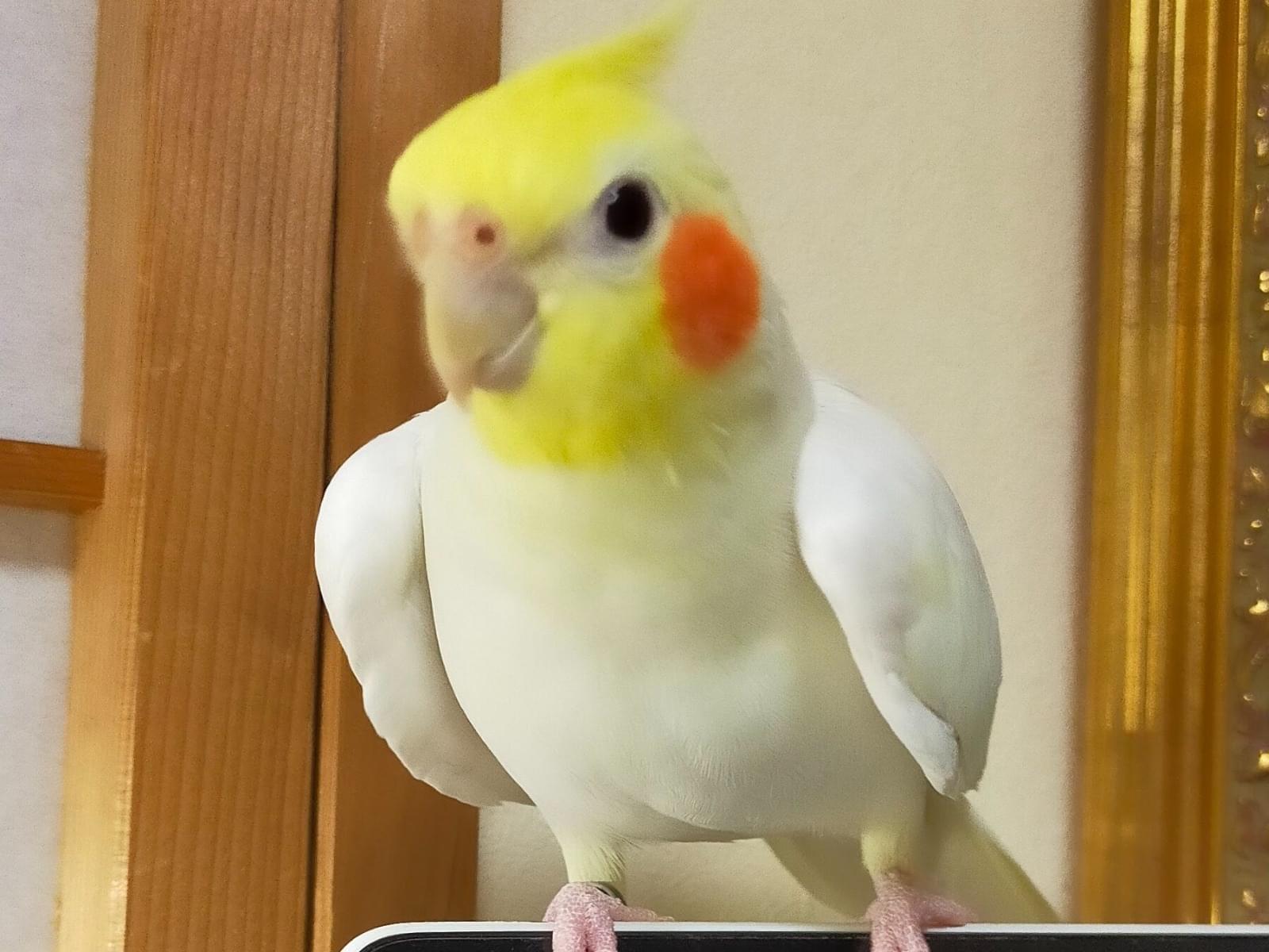 ゼンちゃん ゼンちゃん