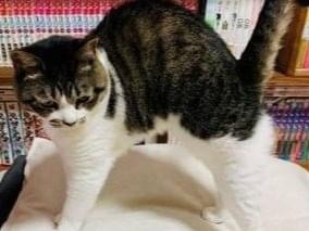 こめちゃん こめちゃん
