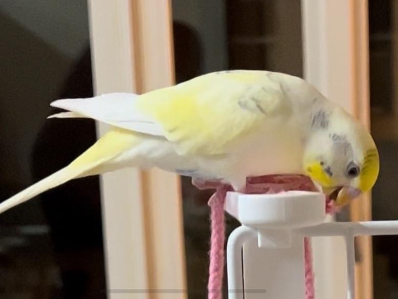 たまちゃん たまちゃん