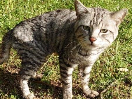 目撃された猫 目撃された猫