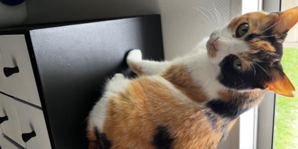 三毛猫を探してます