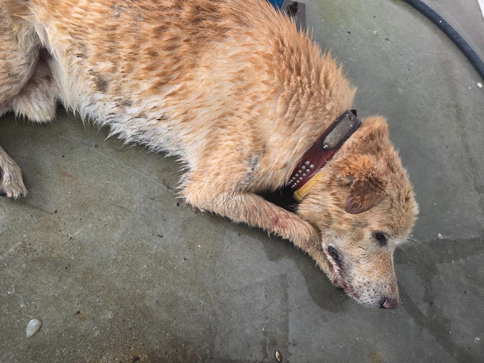 保護された犬 保護された犬