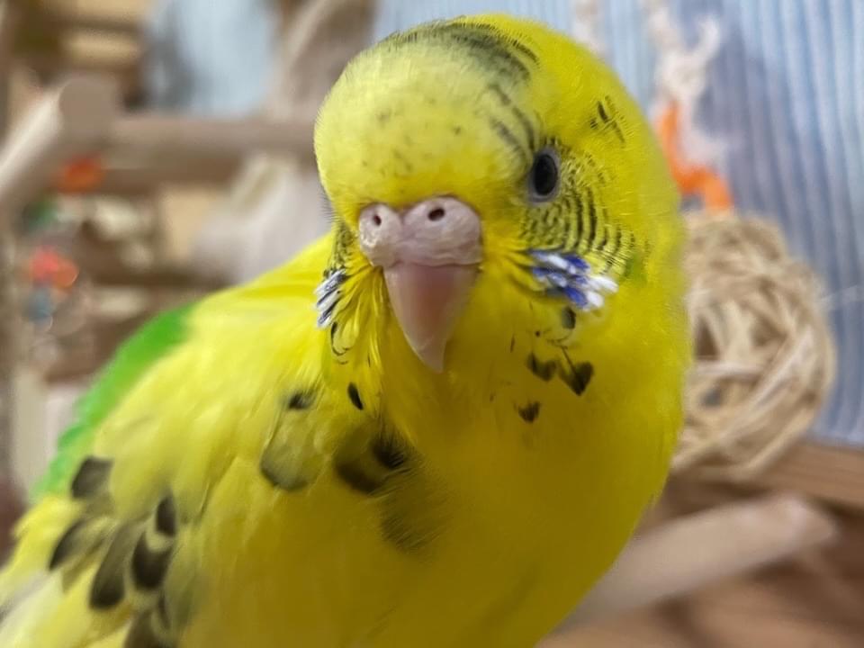 きぃちゃん きぃちゃん