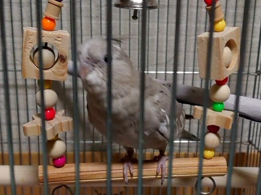 ぎんちゃん ぎんちゃん