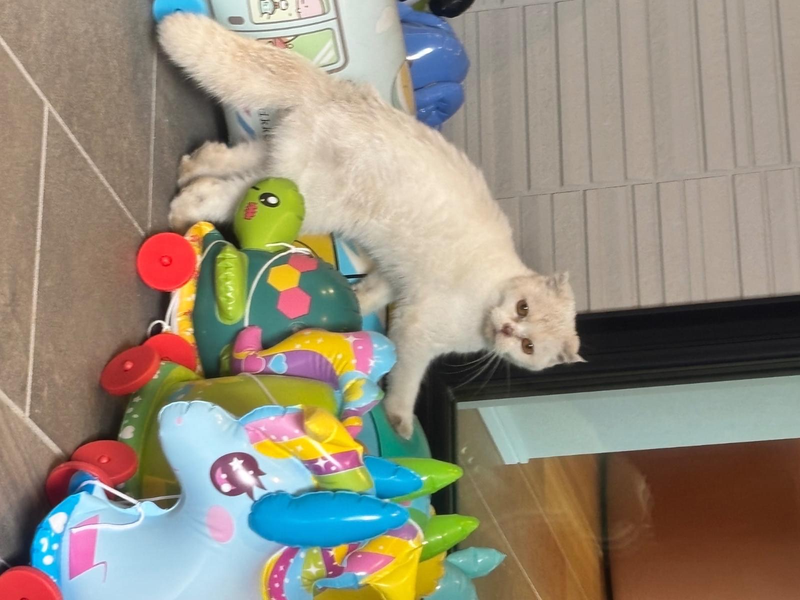 目撃された猫 目撃された猫