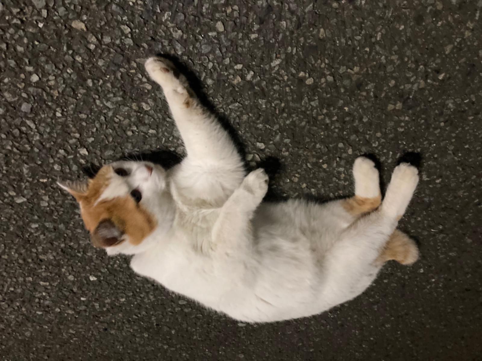 目撃された猫 目撃された猫