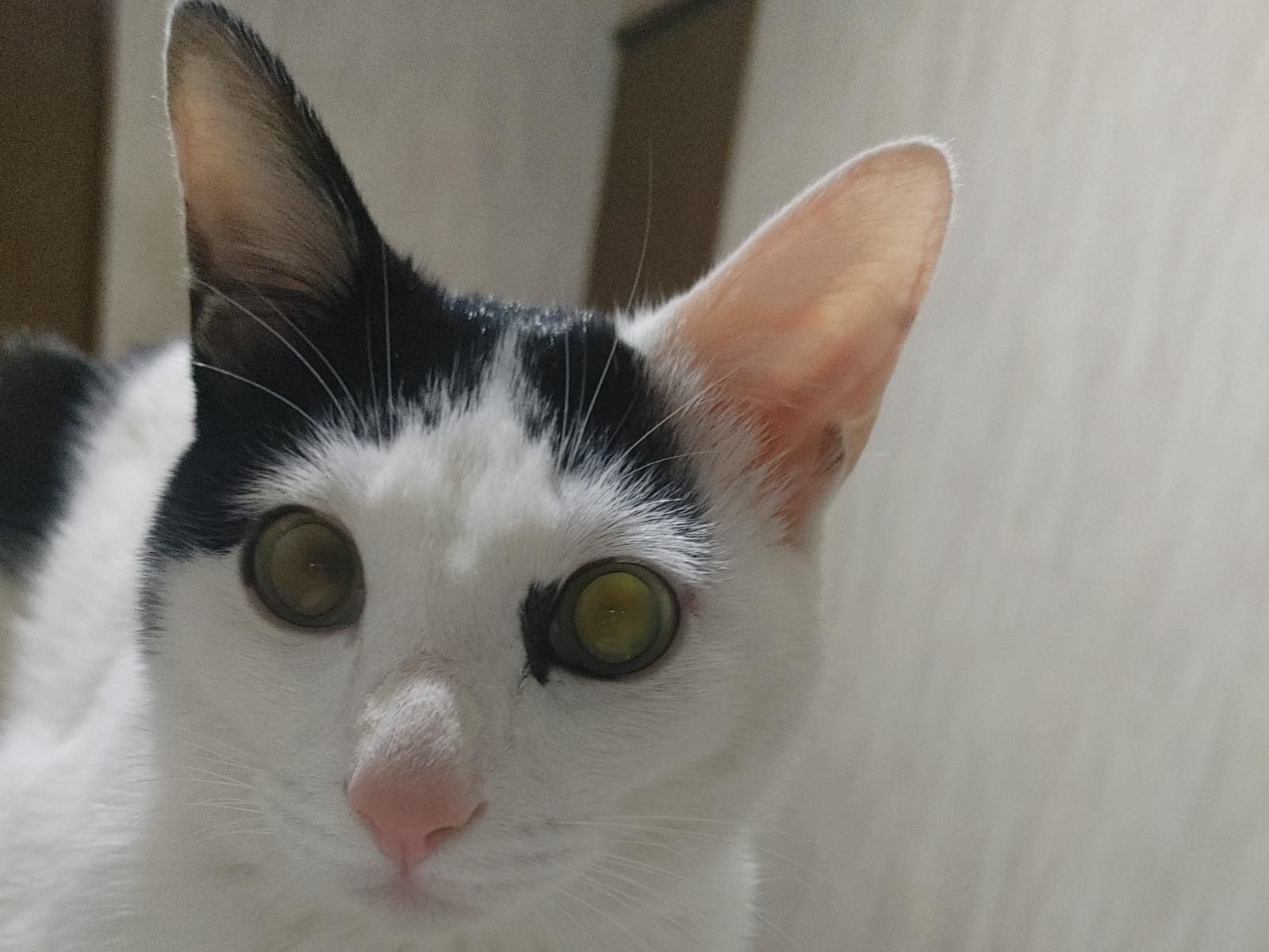 ウルちゃん ウルちゃん