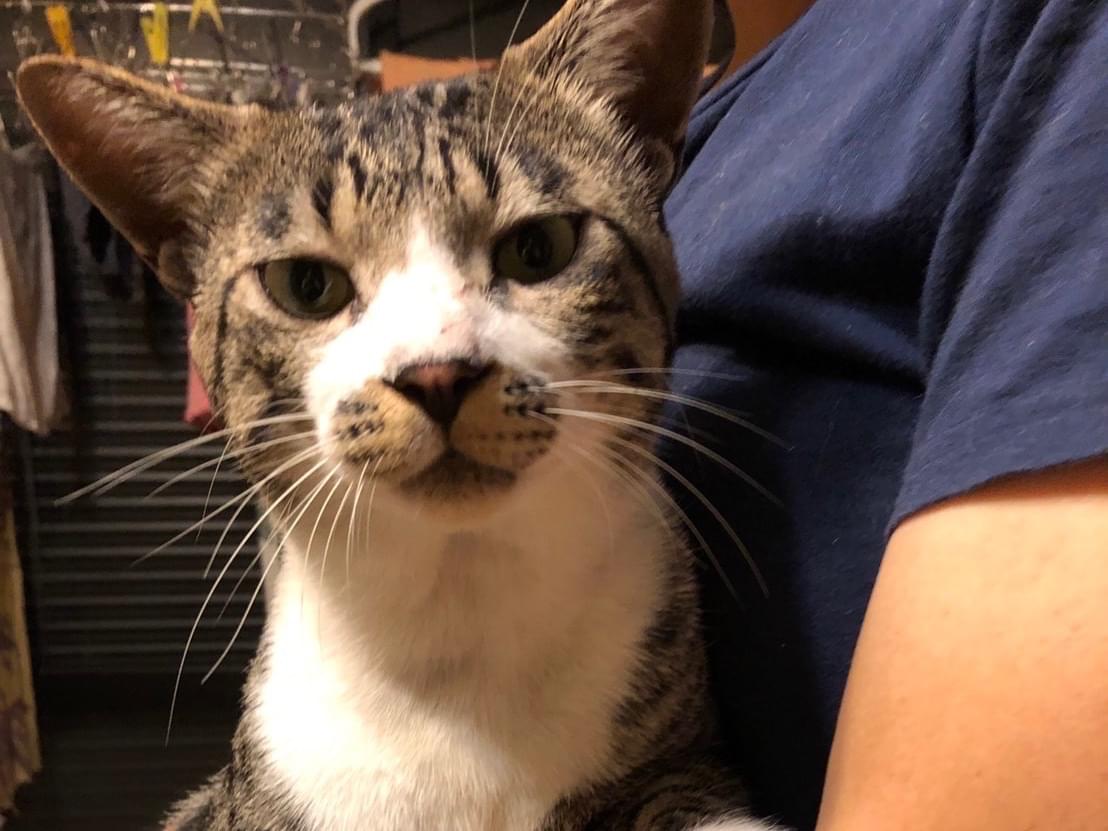 保護された猫 保護された猫