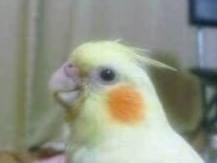 パブロちゃん パブロちゃん