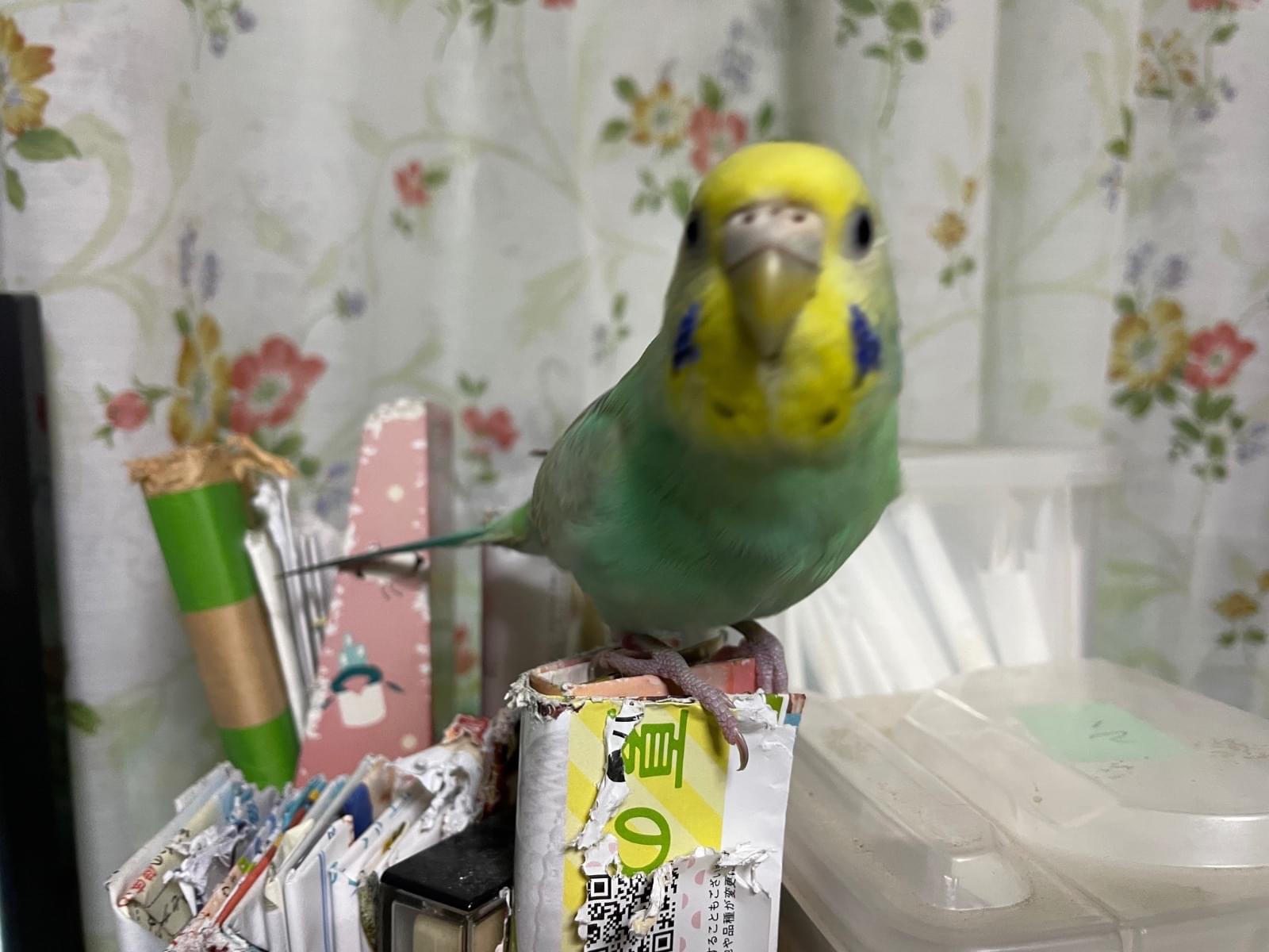 ピーちゃん ピーちゃん