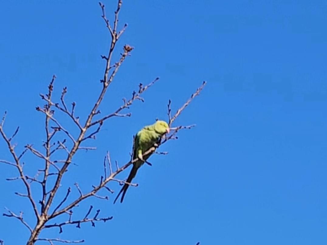 目撃された鳥 目撃された鳥