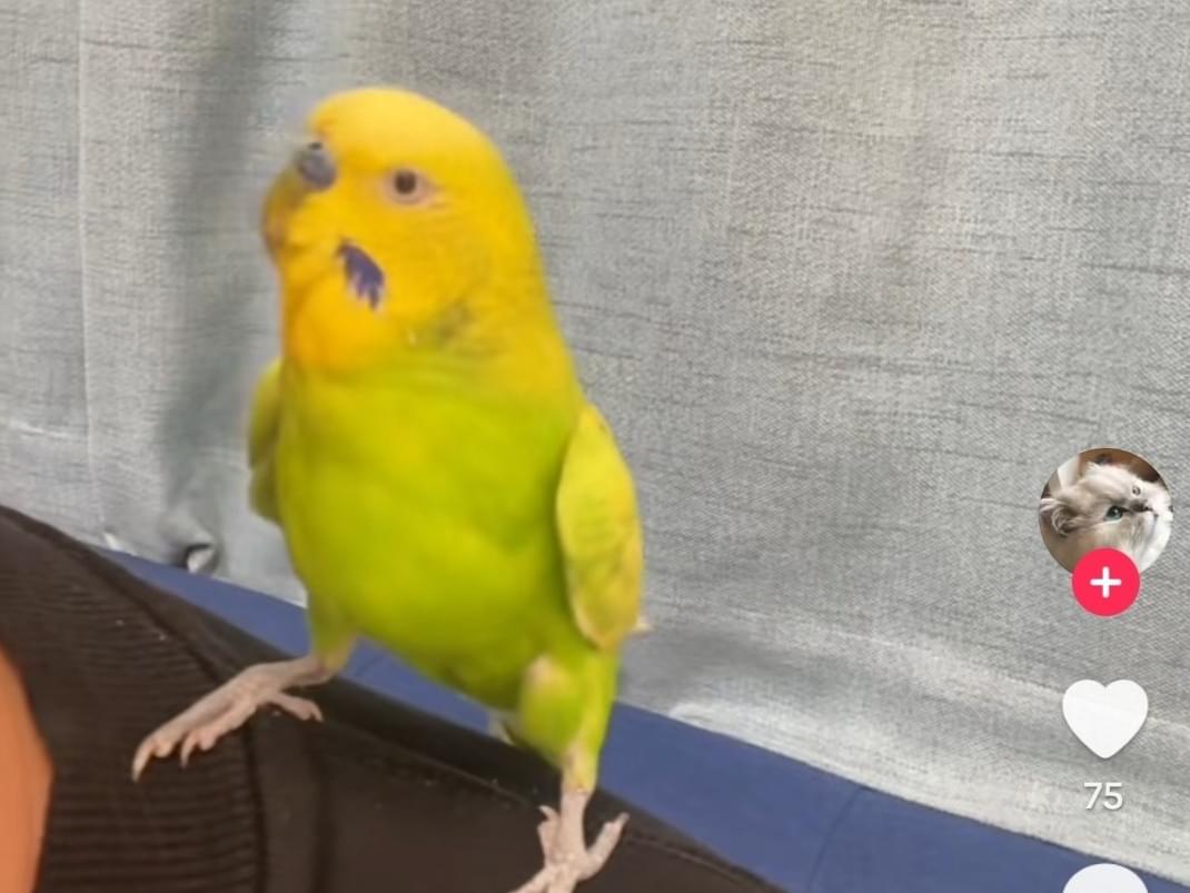 保護された鳥 保護された鳥