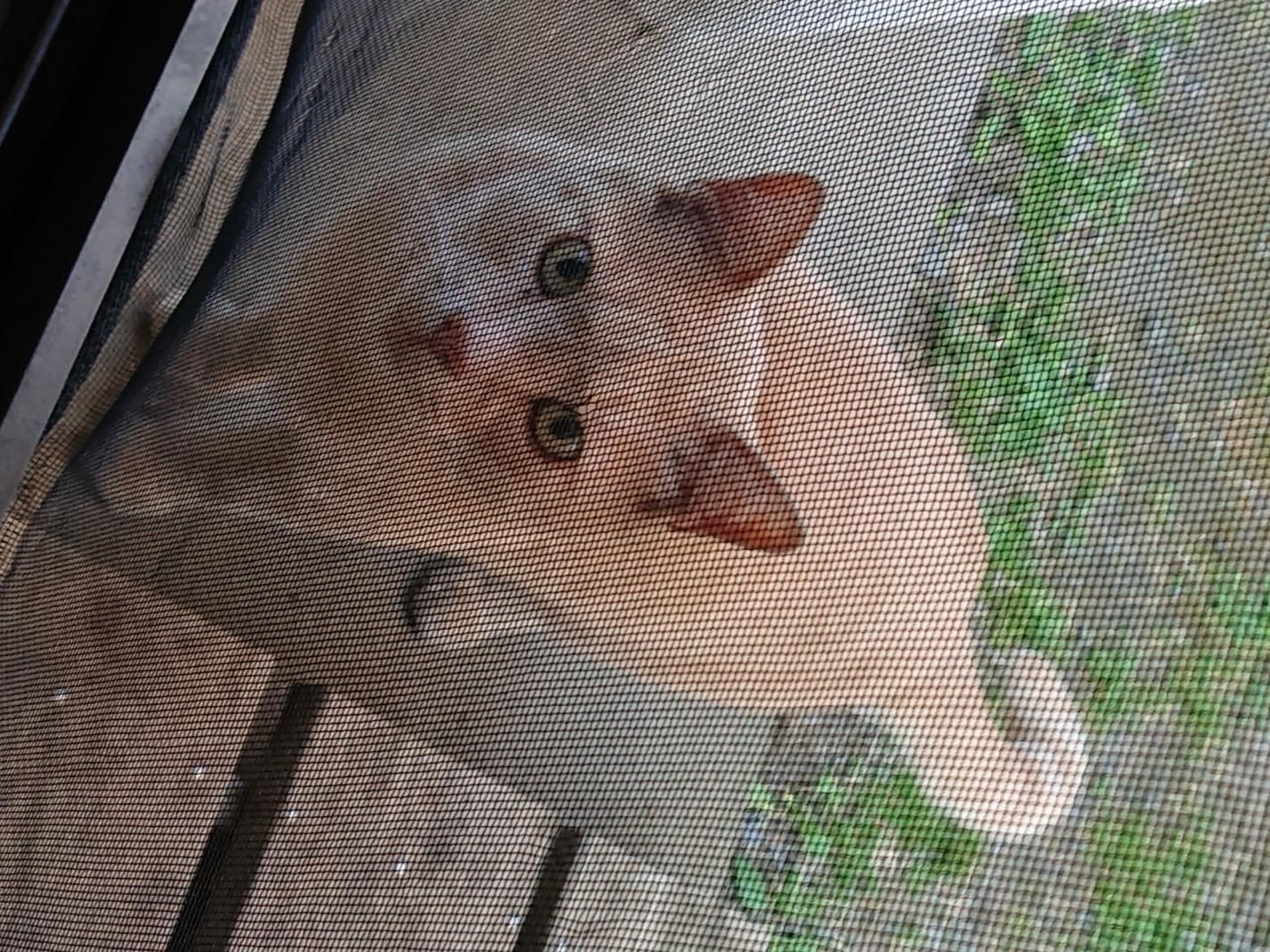 目撃された猫 目撃された猫