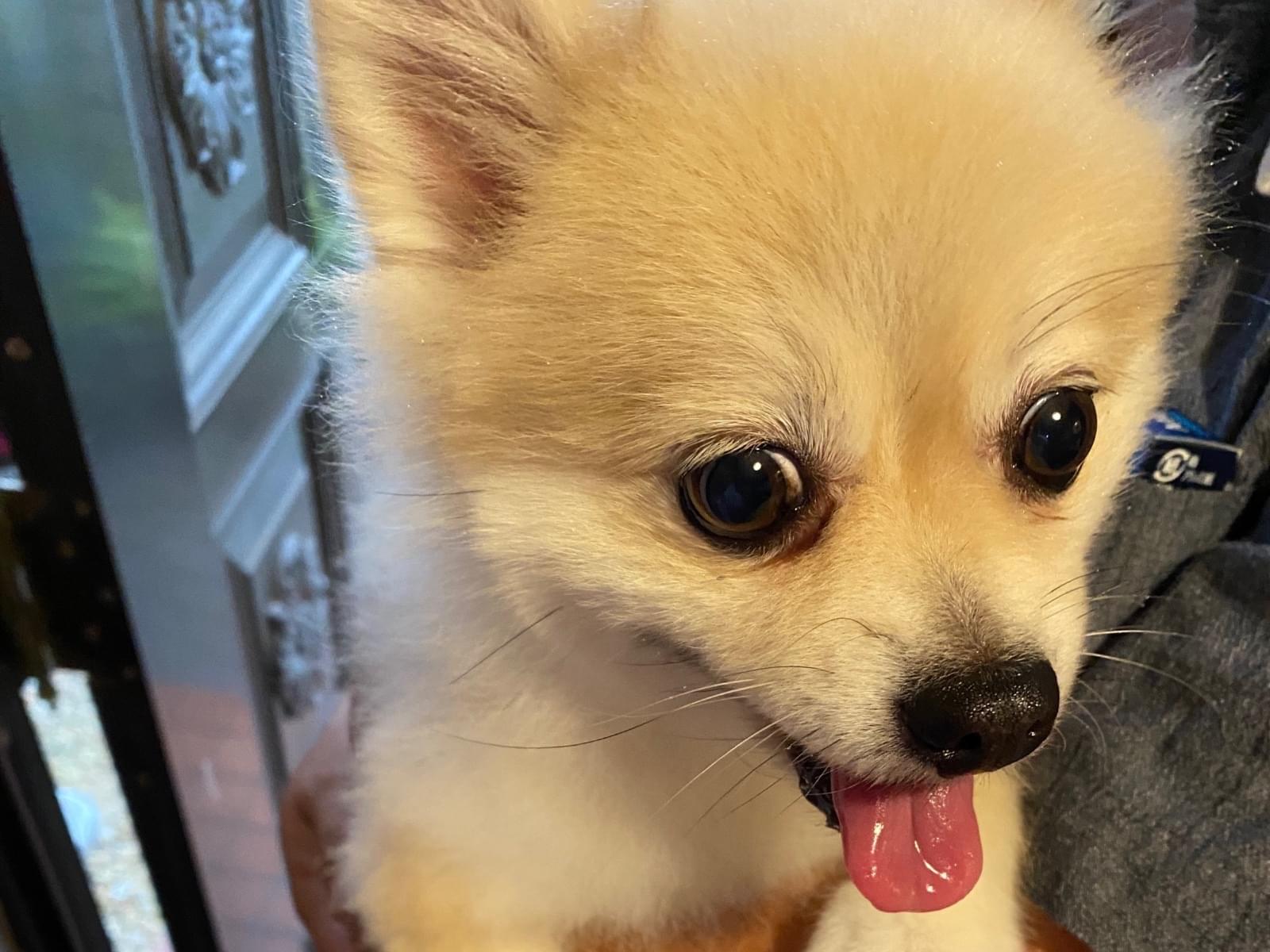 保護された犬 保護された犬