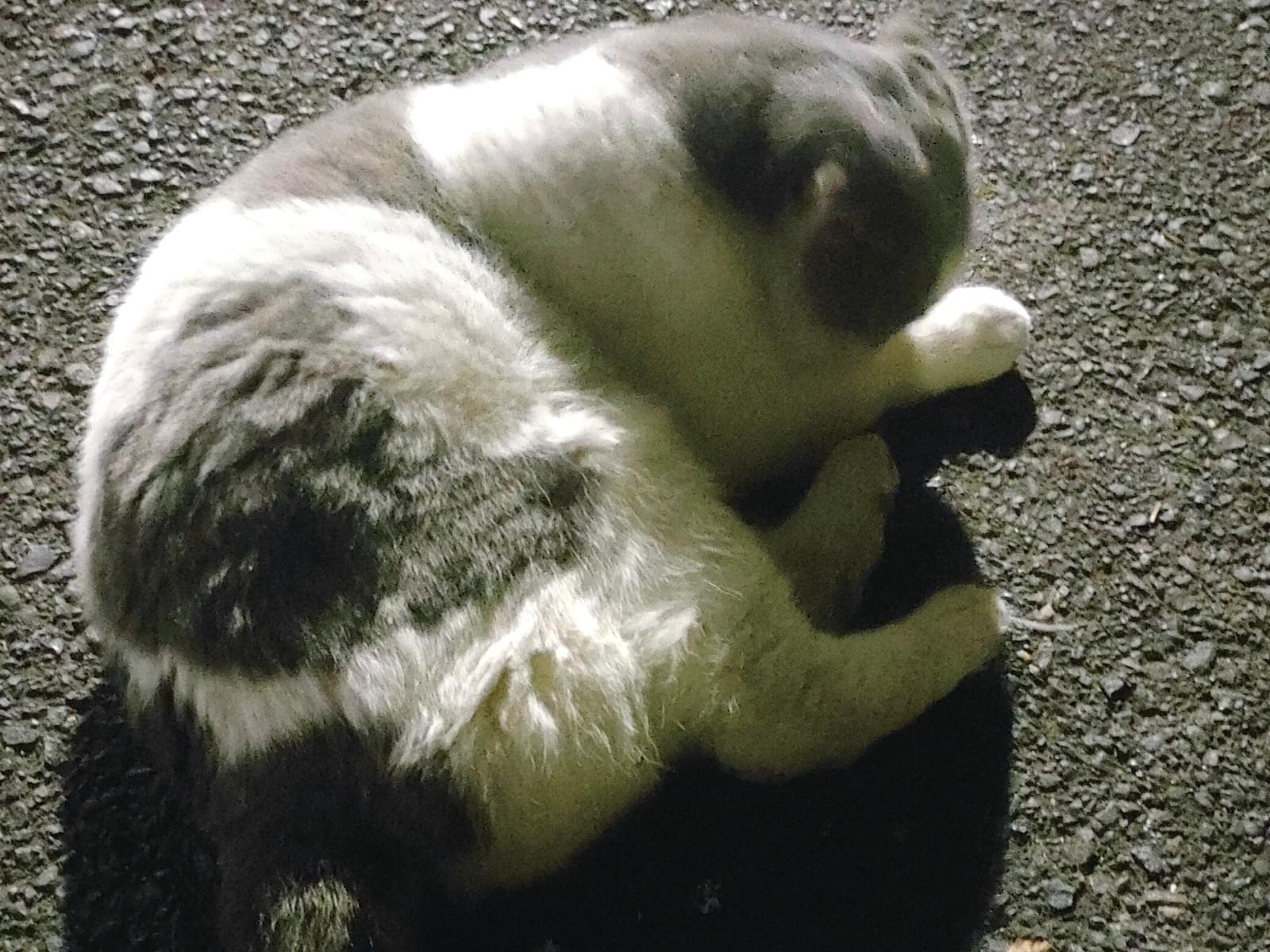 目撃された猫 目撃された猫