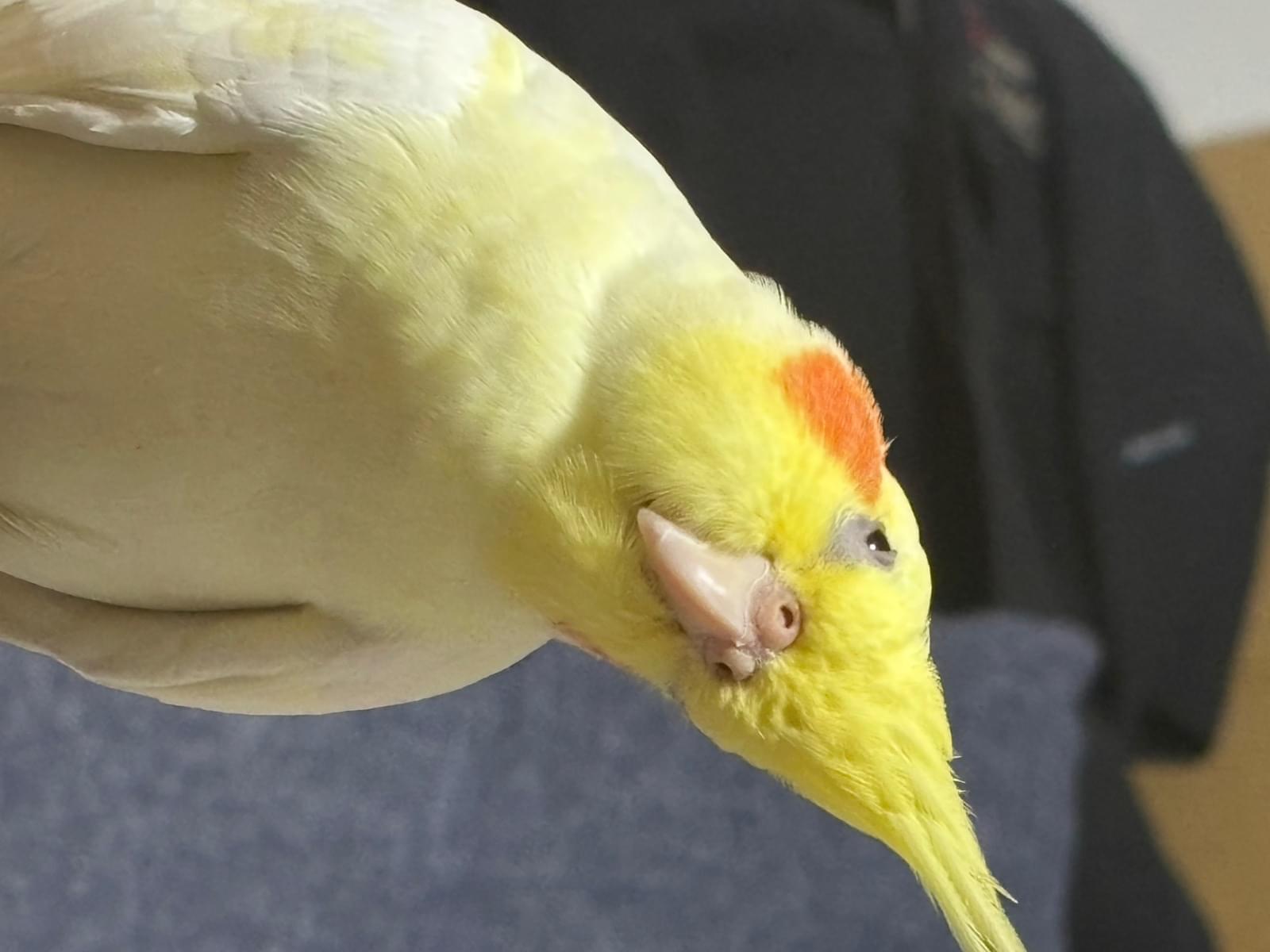 まるちゃん まるちゃん