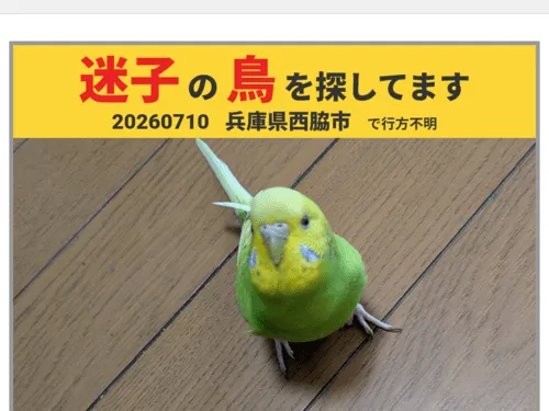 セキセイインコ専用ページ 緑 セキセイインコ