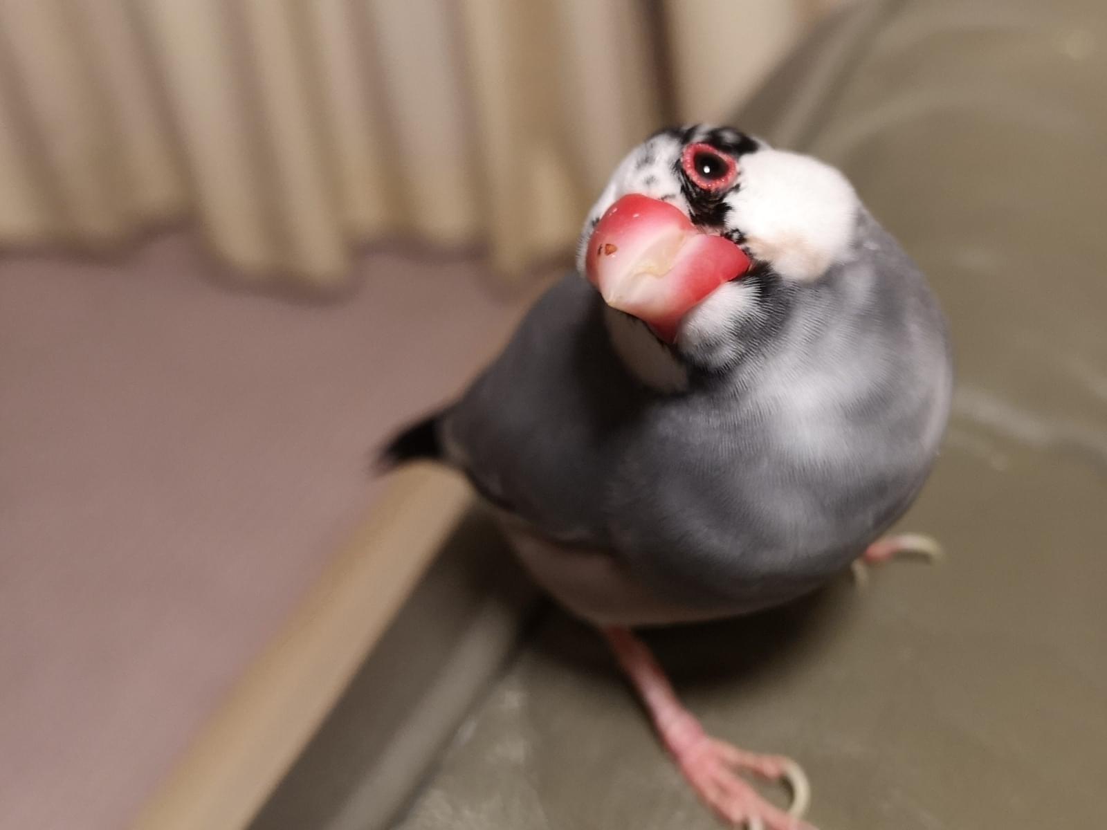 ゲンちゃん ゲンちゃん