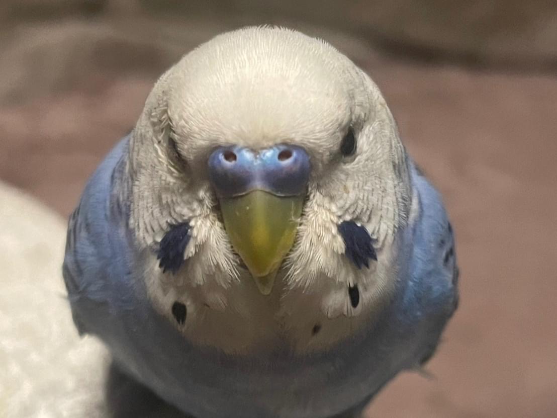 ぴーちゃん ぴーちゃん