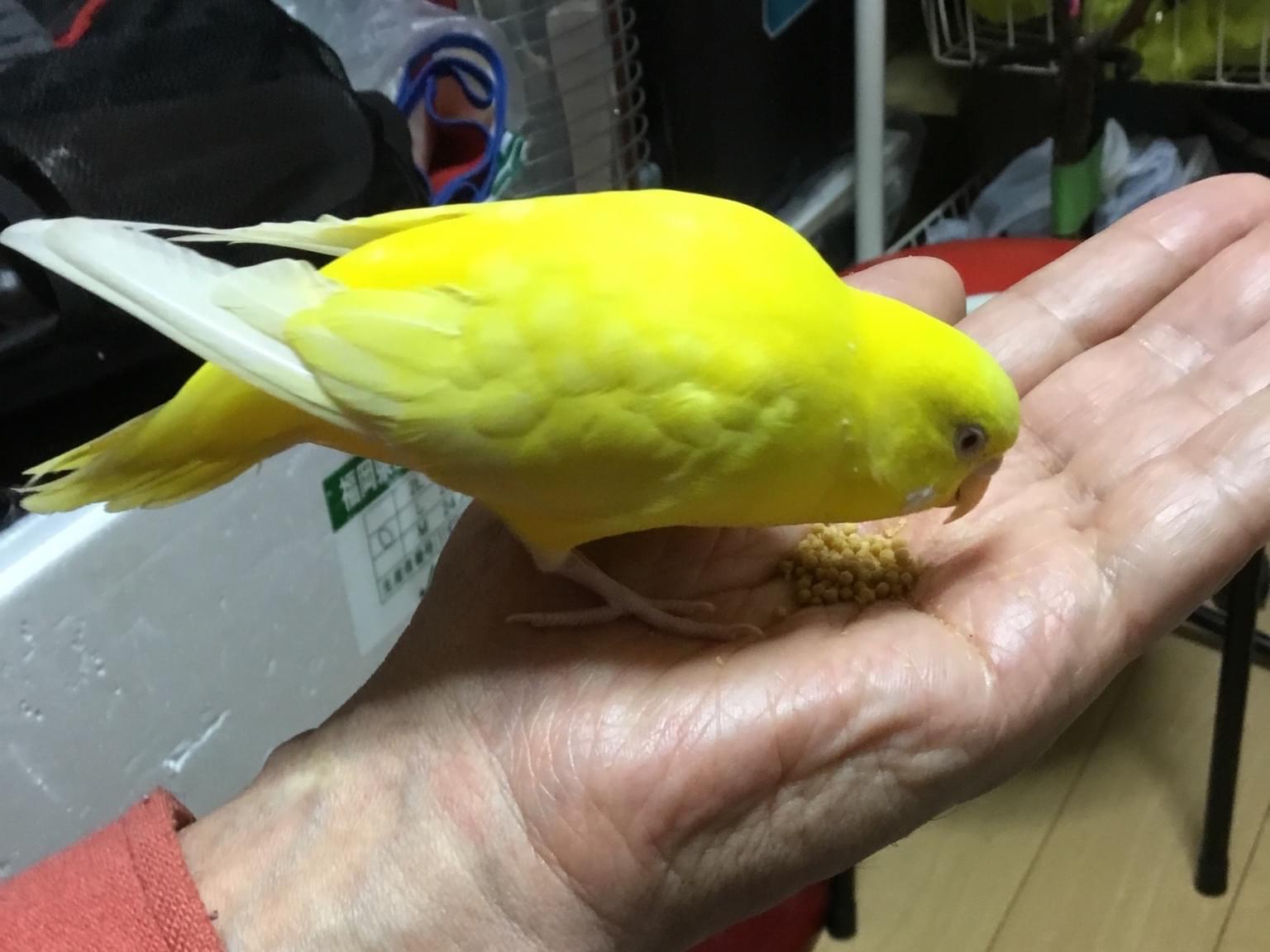 杜 チコちゃん 杜 チコちゃん