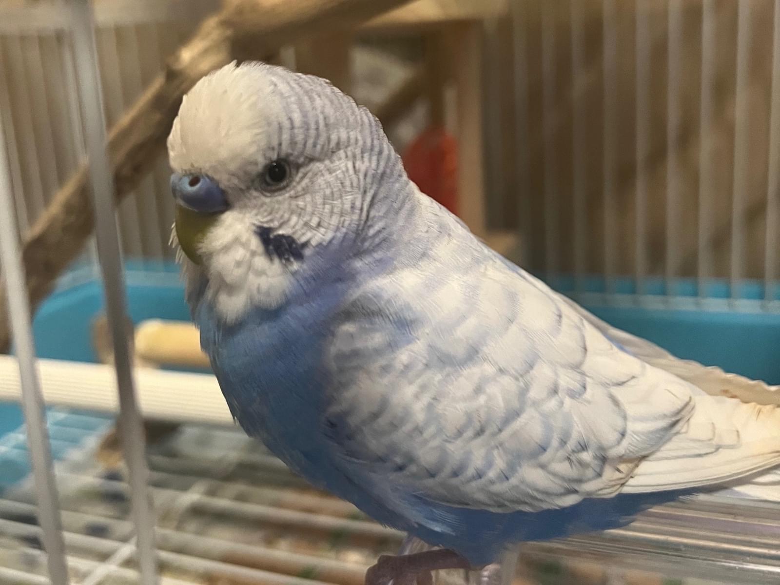 ムサシちゃん ムサシちゃん