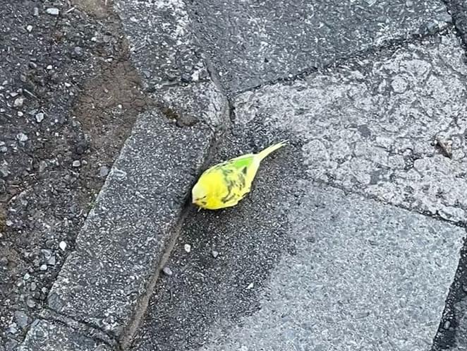 目撃された鳥 目撃された鳥